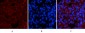 Smad3 (phospho Ser425) Polyclonal Antibody